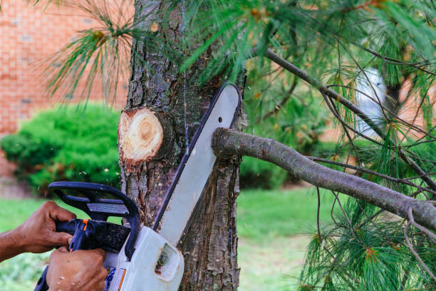 How Our Tree Care Process Works  in Eldorado, IL